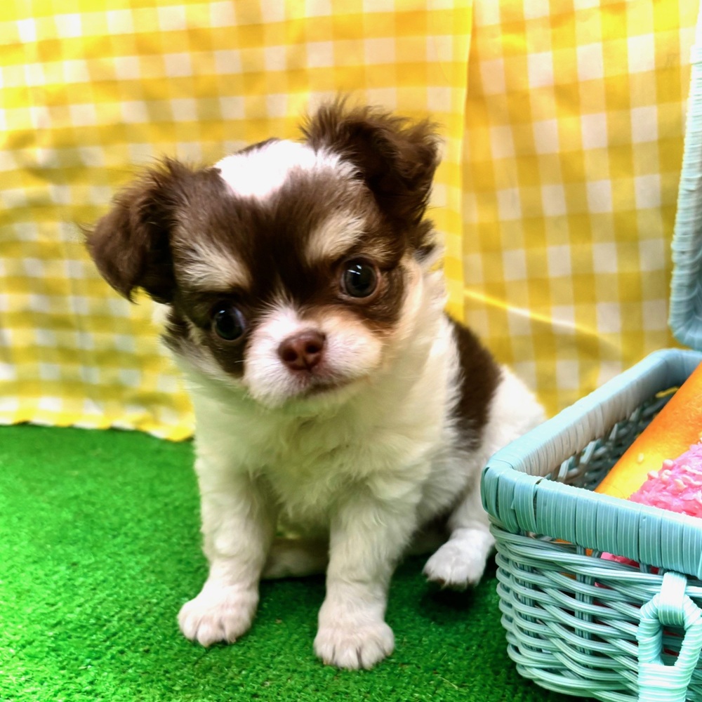 愛知県のチワワ(ロング) (犬の家＆猫の里名古屋天白店/2026年3月24日生まれ/女の子/ホワイトチョコレートタン)の子犬の1枚目の画像