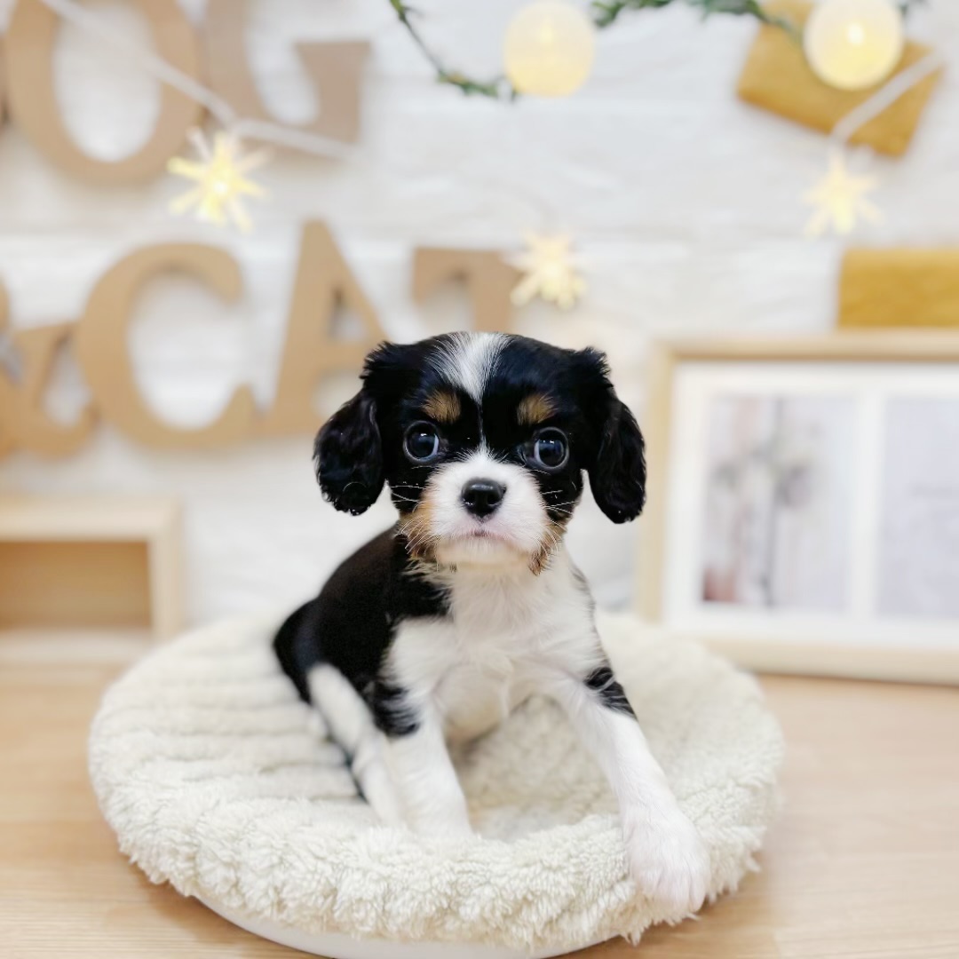 千葉県のキャバリアキングチャールズスパニエル (犬の家＆猫の里ワンズモール稲毛店/2026年3月22日生まれ/女の子/トライカラー)の子犬の3枚目の画像