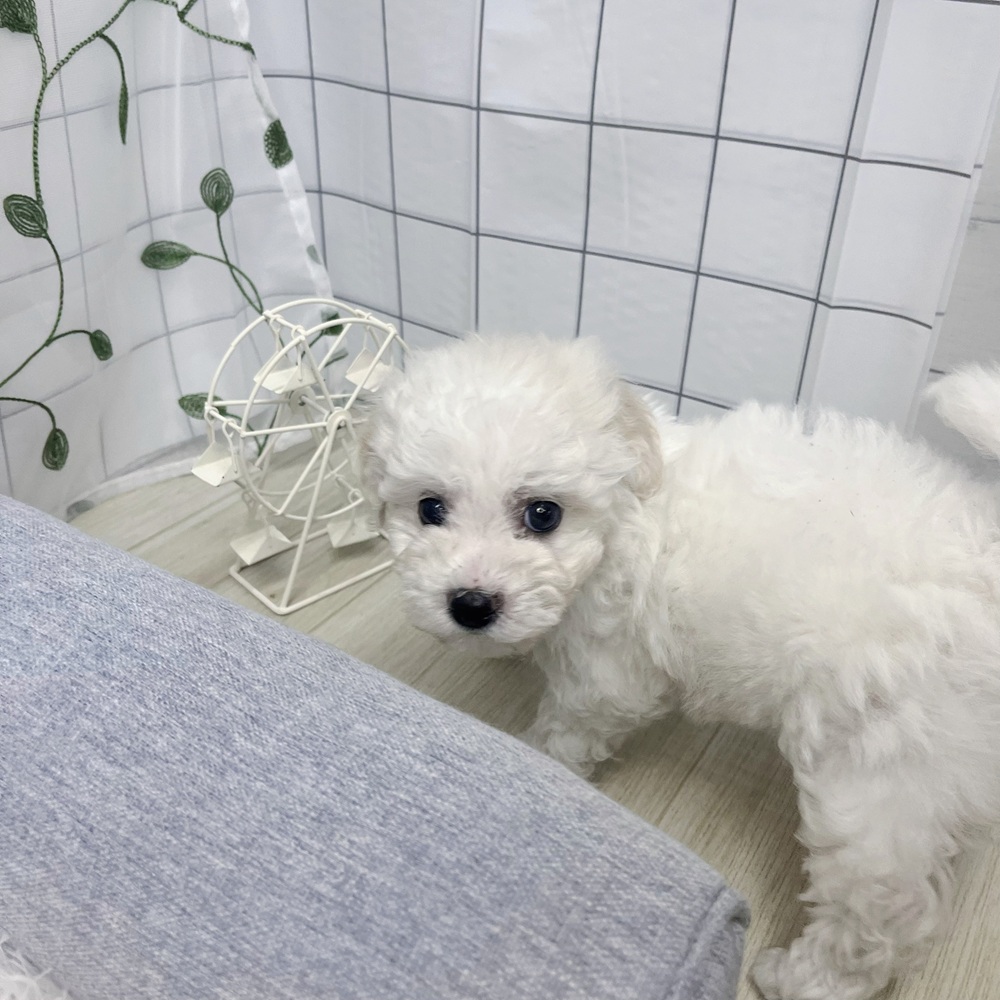 長野県のビションフリーゼ (犬の家＆猫の里塩尻店/2026年3月22日生まれ/女の子/ホワイト)の子犬の3枚目の画像