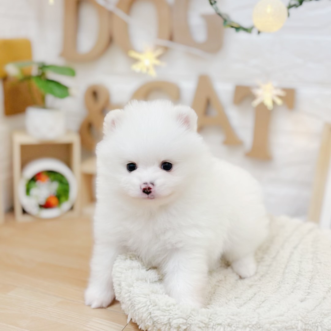 千葉県のポメラニアン (犬の家＆猫の里ワンズモール稲毛店/2026年3月24日生まれ/男の子/クリーム)の子犬の3枚目の画像