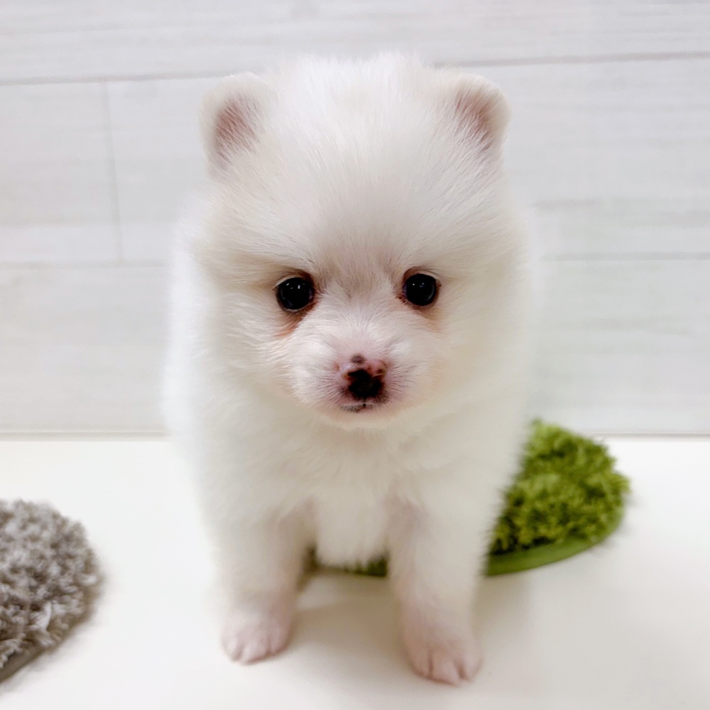 石川県のポメラニアン (犬の家＆猫の里アミーゴ金沢おこばた店/2026年3月24日生まれ/男の子/クリーム)の子犬の3枚目の画像