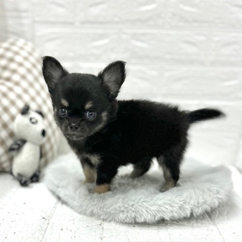 愛知県のチワワ(ロング) (犬の家＆猫の里豊川インター店/2026年3月24日生まれ/男の子/ブラックタン)の子犬の3枚目の画像