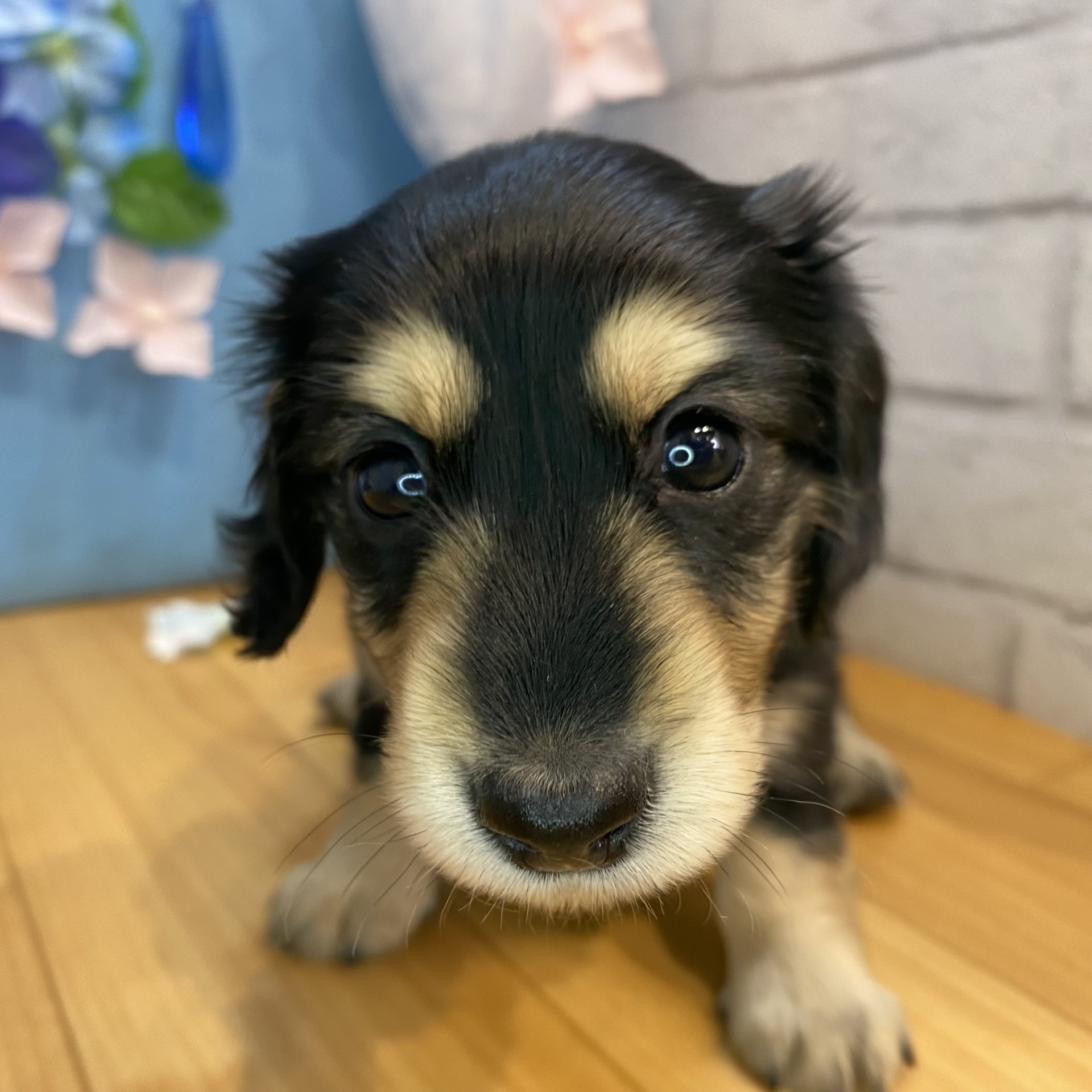 長野県のミニチュアダックスフンド(ロング) (犬の家＆猫の里カインズ梓川店/2026年3月22日生まれ/女の子/ブラックイエロー)の子犬の3枚目の画像
