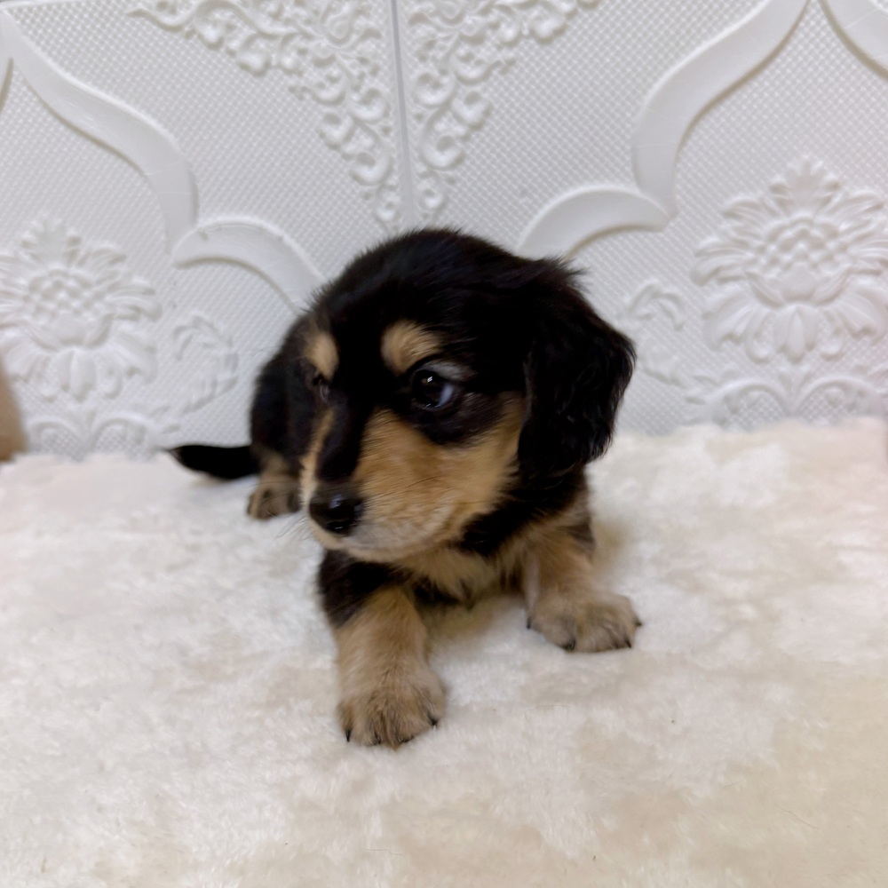 愛知県のミニチュアダックスフンド(ロング) (犬の家＆猫の里岡崎店/2026年3月22日生まれ/男の子/ブラックイエロー)の子犬の3枚目の画像