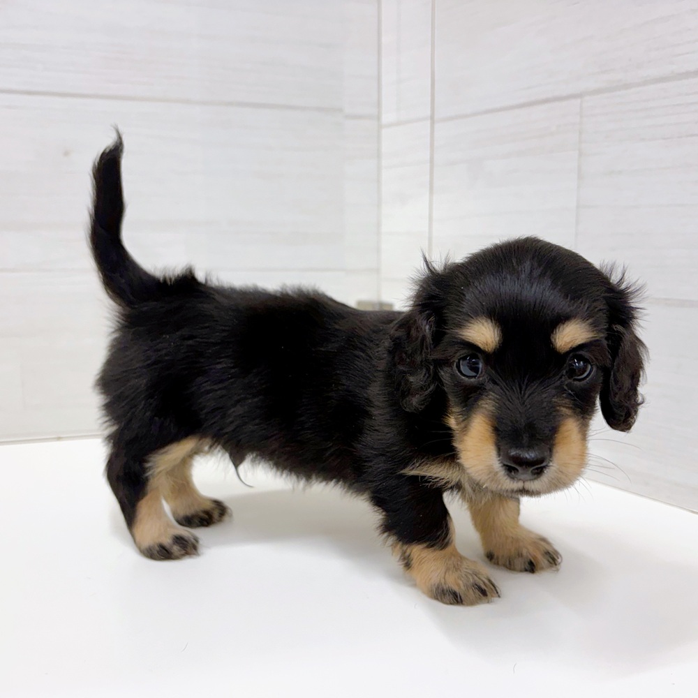 石川県のミニチュアダックスフンド(ロング) (犬の家＆猫の里アミーゴ金沢おこばた店/2026年3月22日生まれ/男の子/ブラックイエロー)の子犬の3枚目の画像