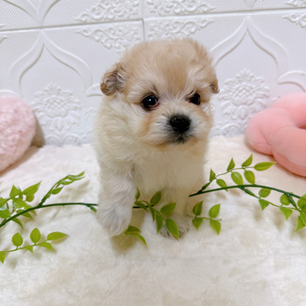 愛知県のポメビション(ポメラニアン×ビションフリーゼ) (犬の家＆猫の里岡崎店/2026年3月21日生まれ/男の子/クリーム)の子犬の3枚目の画像