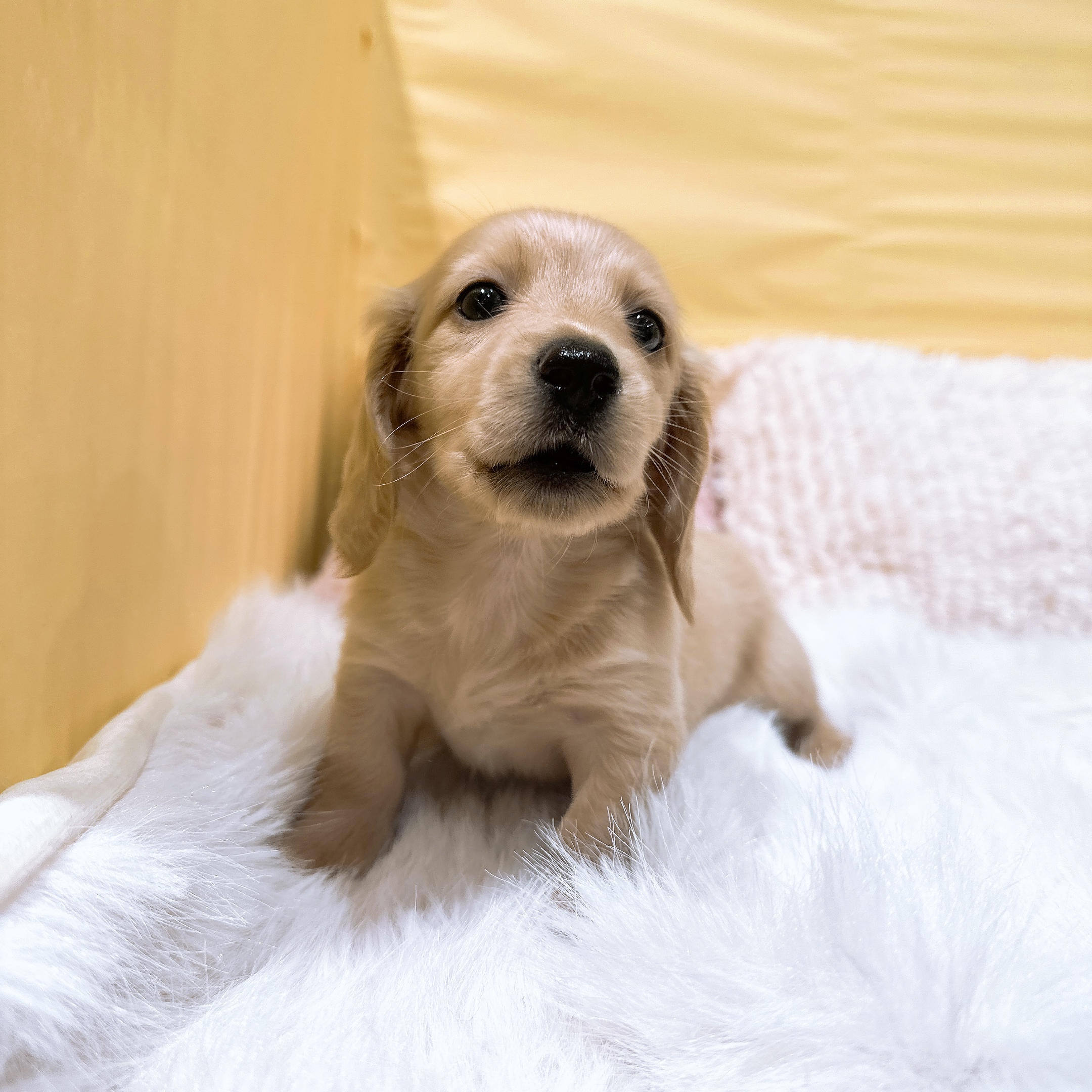 神奈川県のミニチュアダックスフンド(ロング) (犬の家＆猫の里元住吉ブレーメン通り店/2026年3月22日生まれ/男の子/イエロー)の子犬の3枚目の画像