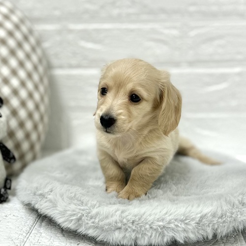 愛知県のミニチュアダックスフンド(ロング) (犬の家＆猫の里豊川インター店/2026年3月22日生まれ/女の子/イエロー)の子犬の3枚目の画像