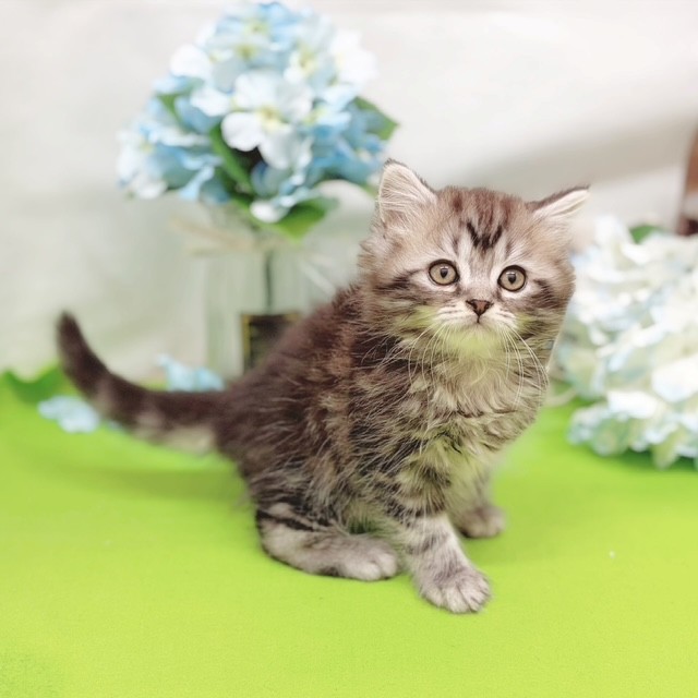 静岡県のマンチカン (犬の家＆猫の里藤枝店/2026年3月24日生まれ/男の子/シルバータビー)の子猫の3枚目の画像