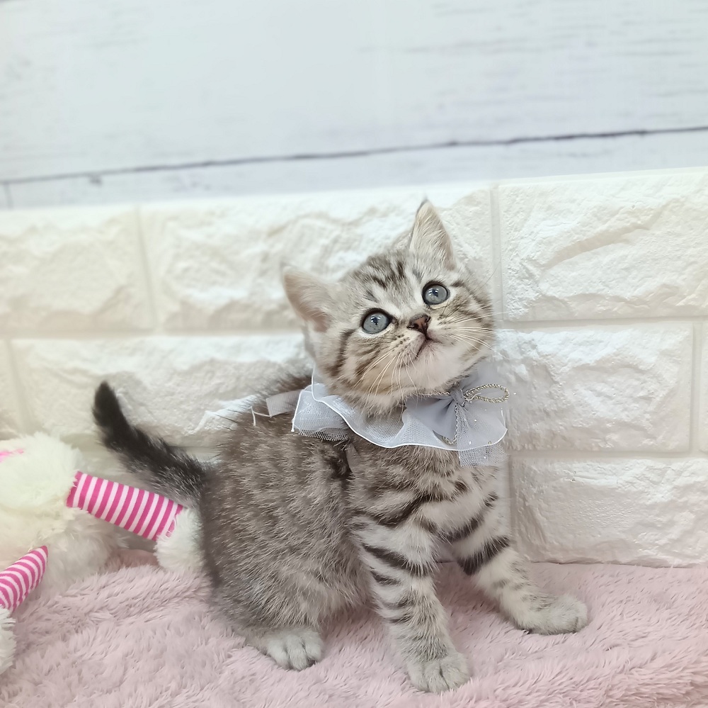 静岡県のマンチカン (犬の家＆猫の里アミーゴ浜松和田店/2026年3月24日生まれ/男の子/シルバータビー)の子猫の3枚目の画像
