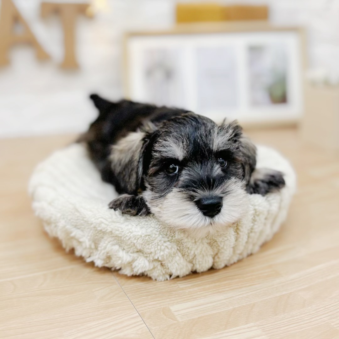 千葉県のミニチュアシュナウザー (犬の家＆猫の里ワンズモール稲毛店/2026年3月23日生まれ/男の子/ソルトペッパー)の子犬の3枚目の画像