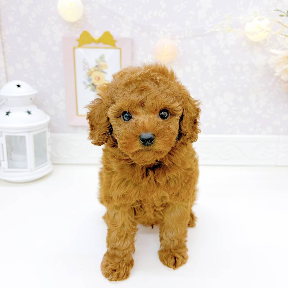 富山県のトイプードル(トイ) (犬の家＆猫の里富山店/2026年3月17日生まれ/男の子/レッド)の子犬の3枚目の画像