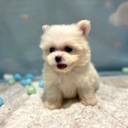 福岡県のポメマル/マルポメ(ポメラニアン×マルチーズ) (犬の家＆猫の里トリアス久山店/2026年3月22日生まれ/女の子/クリーム)の子犬の3枚目の画像