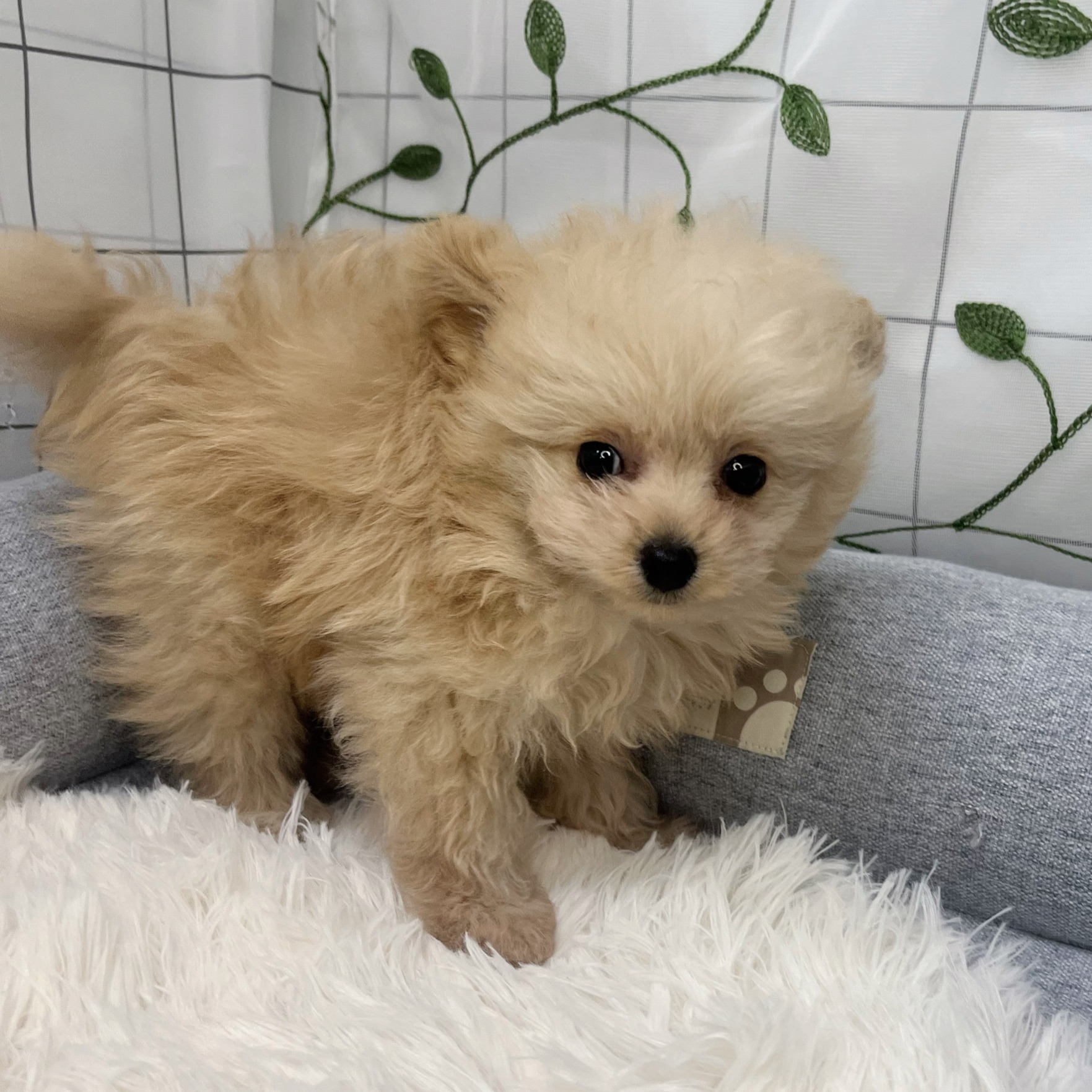 長野県のポメプー(ポメラニアン×プードル) (犬の家＆猫の里塩尻店/2026年3月21日生まれ/男の子/クリーム)の子犬の3枚目の画像