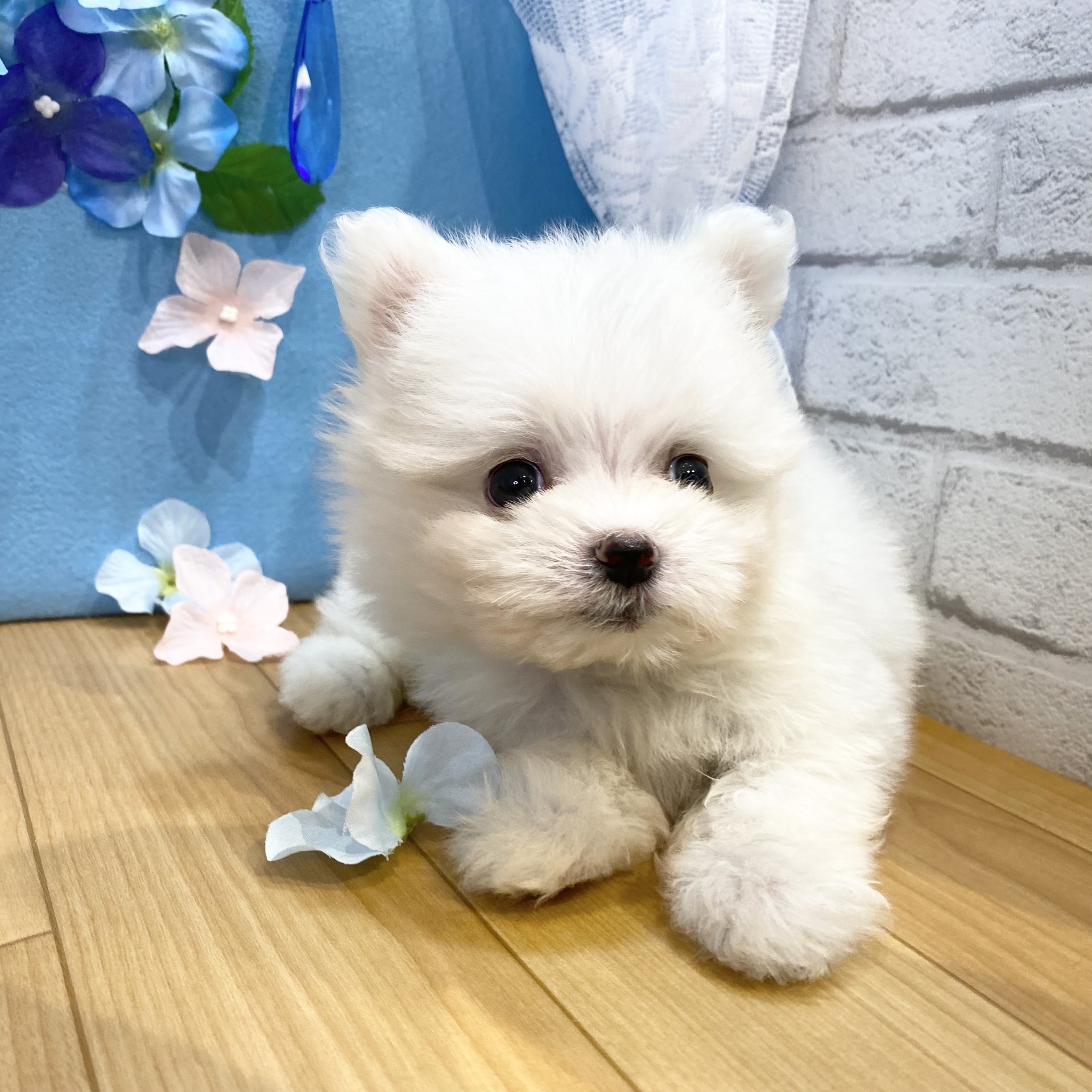 生体画像３