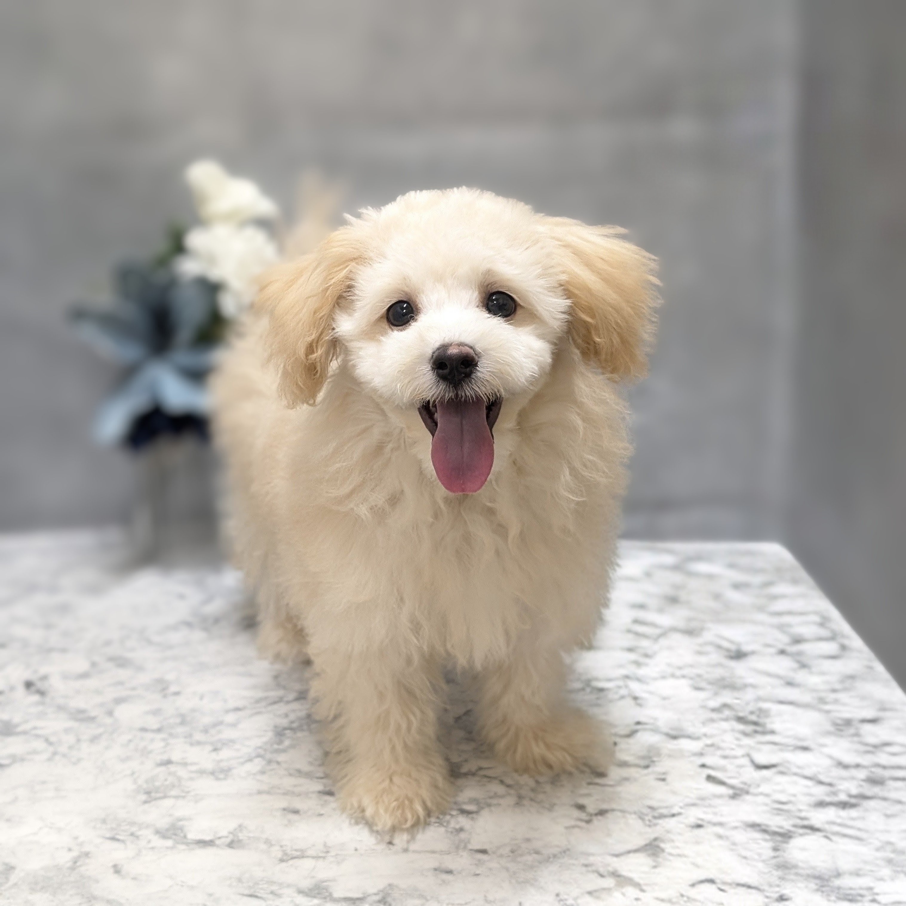 ハーフ犬男の子の写真