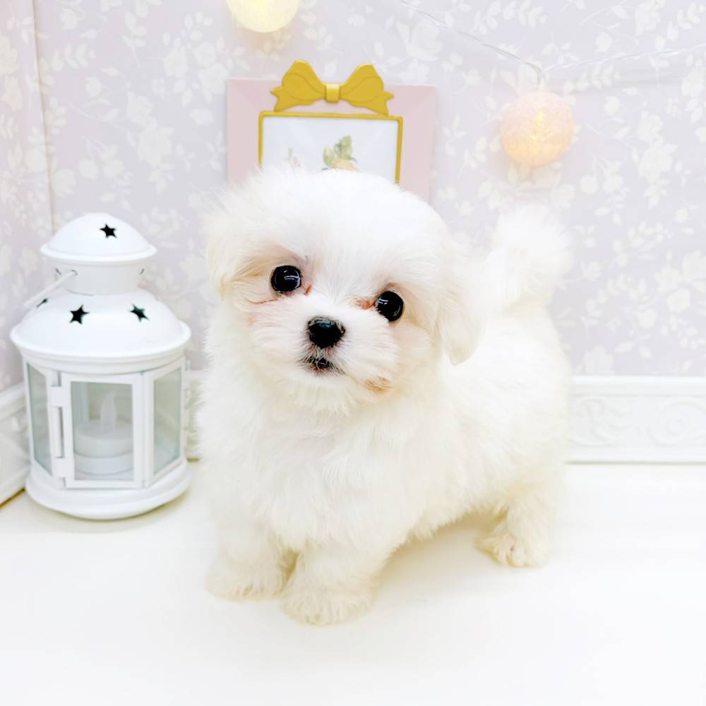 富山県のマルチーズ (犬の家＆猫の里富山店/2026年3月22日生まれ/男の子/ホワイト)の子犬の3枚目の画像