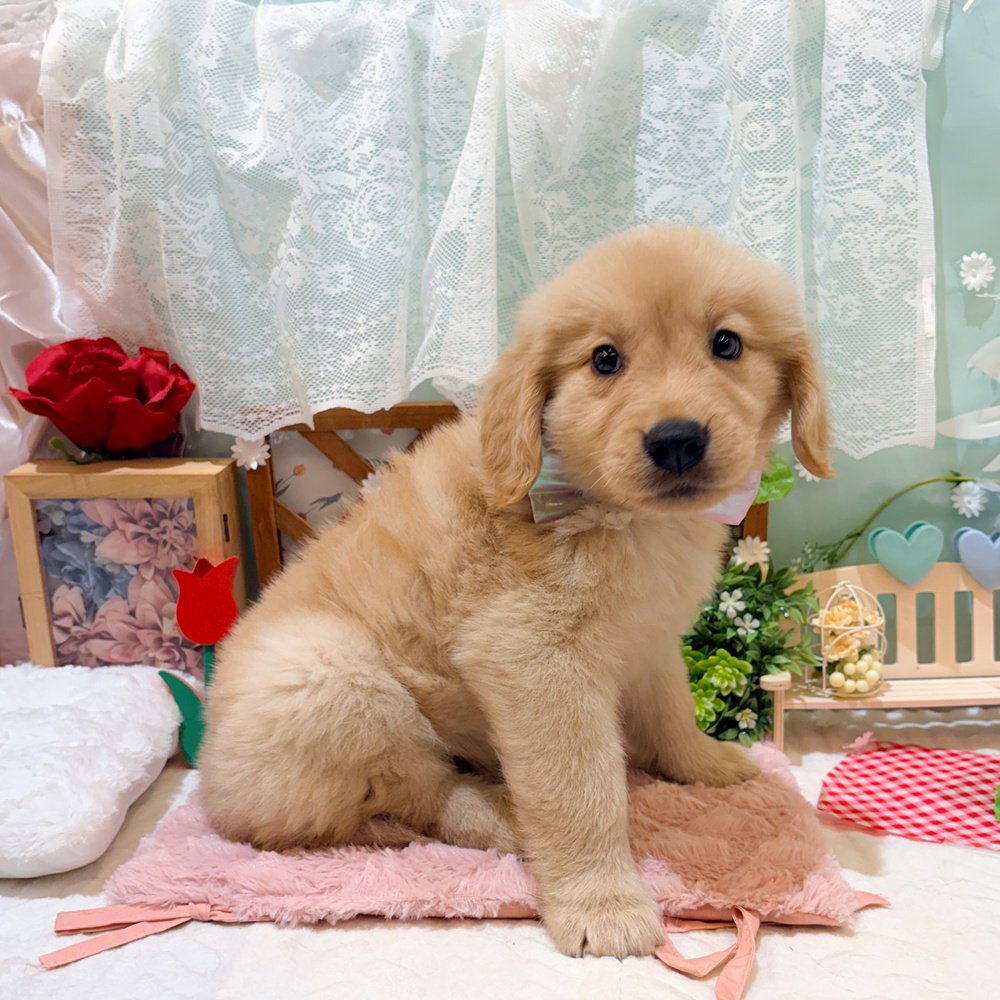 静岡県のゴールデンレトリバー (犬の家＆猫の里富士店/2026年3月23日生まれ/女の子/ゴールデン)の子犬の3枚目の画像