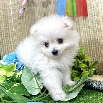 神奈川県のポメプー(ポメラニアン×プードル) (犬の家＆猫の里小田原店/2026年3月24日生まれ/男の子/ホワイト)の子犬の3枚目の画像