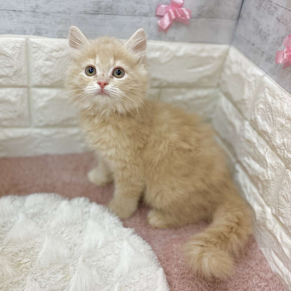 静岡県のミヌエット (犬の家＆猫の里プレ葉ウォーク浜北店/2026年3月23日生まれ/男の子/クリームタビー)の子猫の3枚目の画像