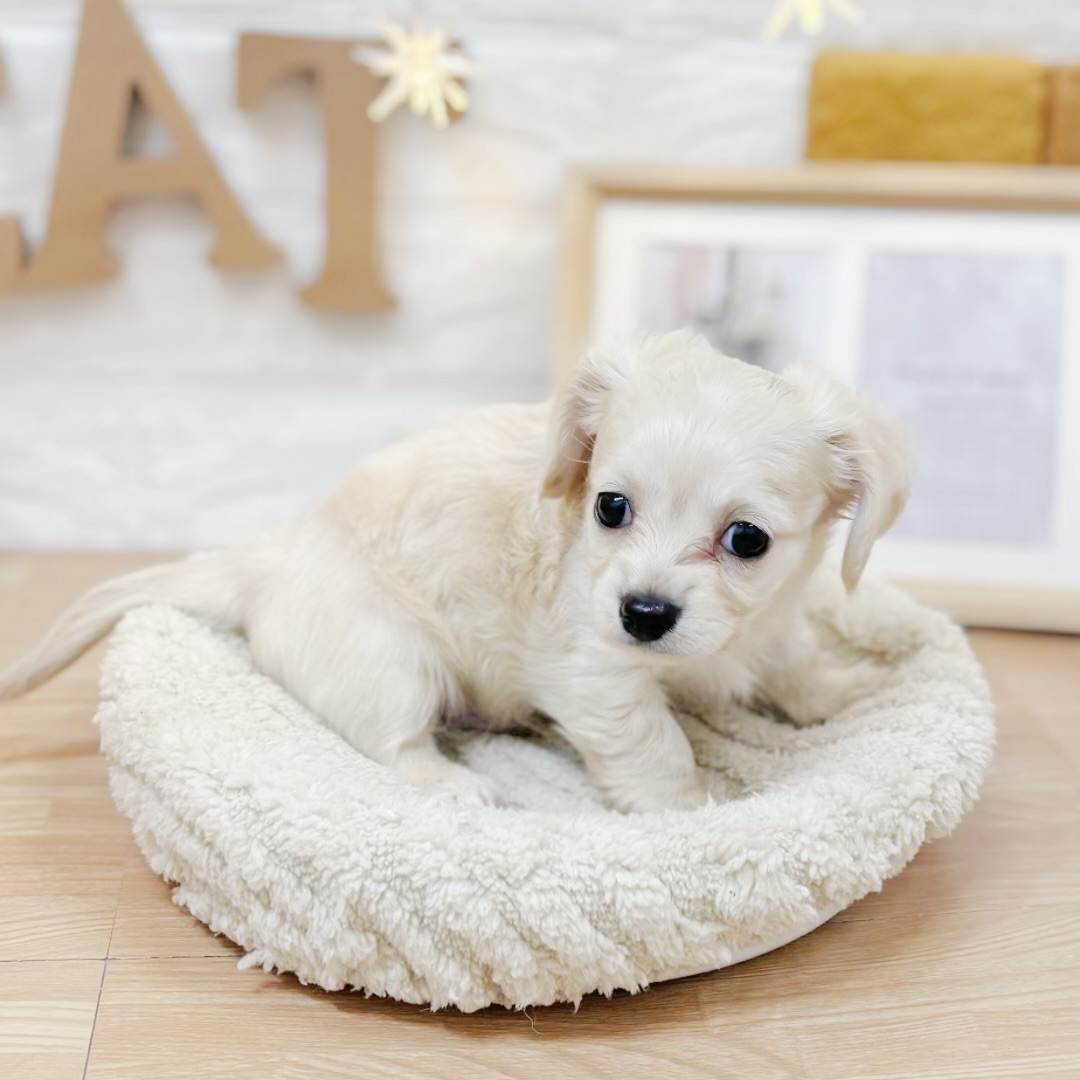 千葉県のチワックス(チワワ×ダックス) (犬の家＆猫の里ワンズモール稲毛店/2026年3月22日生まれ/男の子/クリーム)の子犬の3枚目の画像