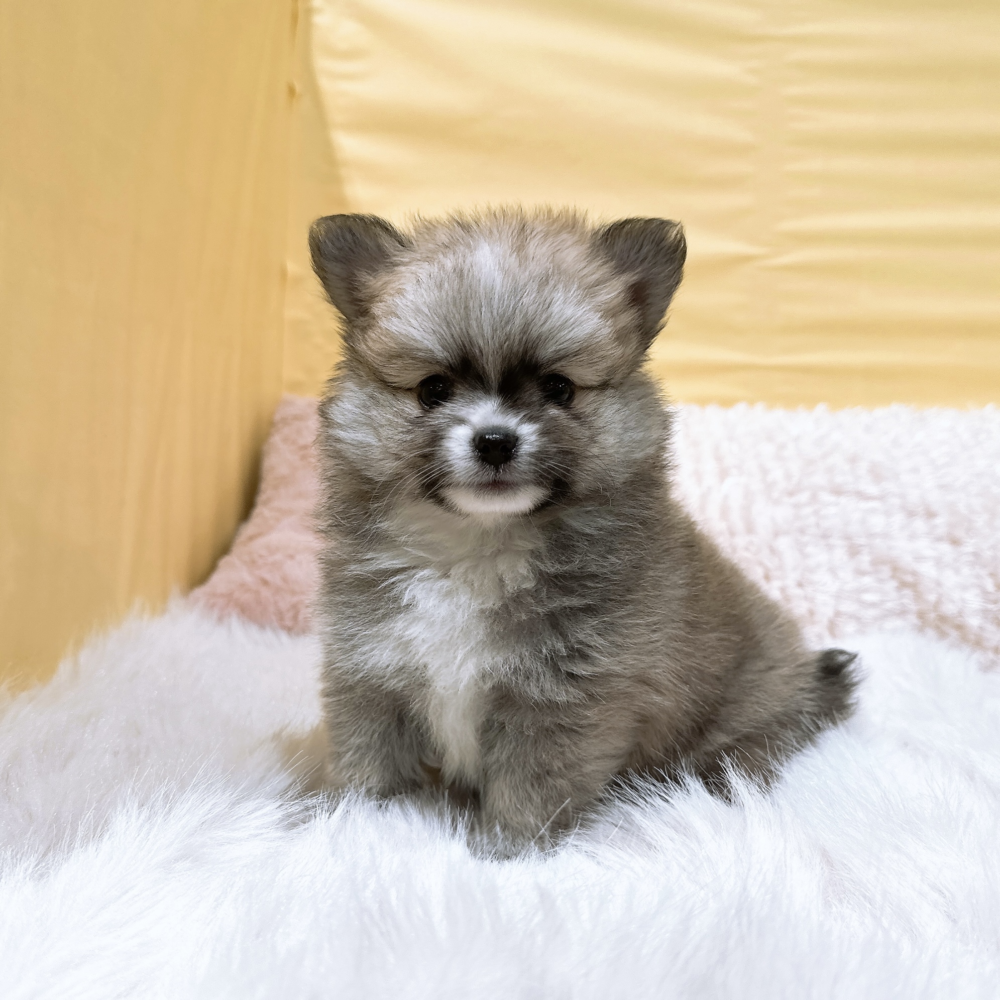 神奈川県のポメチワ/チワポメ/ポメチー(ポメラニアン×チワワ) (犬の家＆猫の里元住吉ブレーメン通り店/2026年3月21日生まれ/女の子/オレンジホワイト)の子犬の3枚目の画像