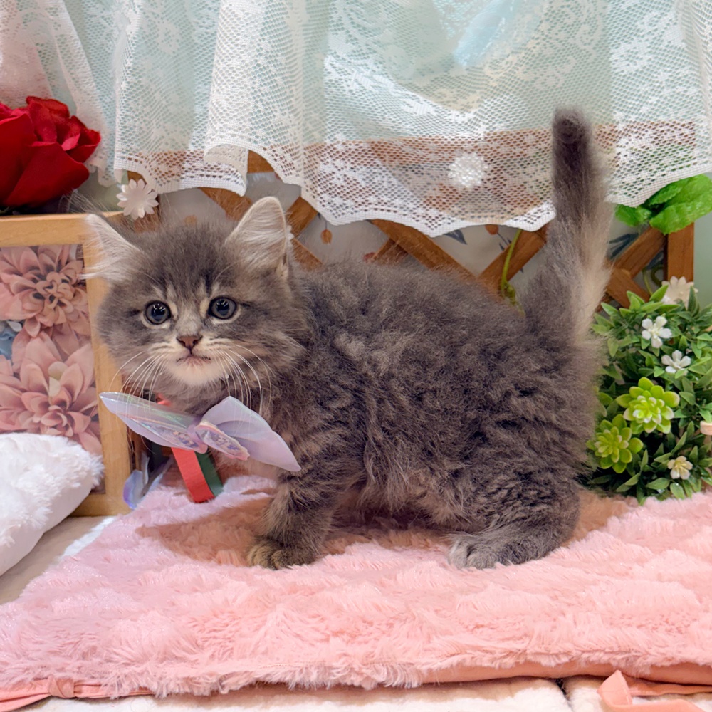 静岡県のスコティッシュストレート (犬の家＆猫の里富士店/2026年3月24日生まれ/男の子/ブルータビー)の子猫の3枚目の画像