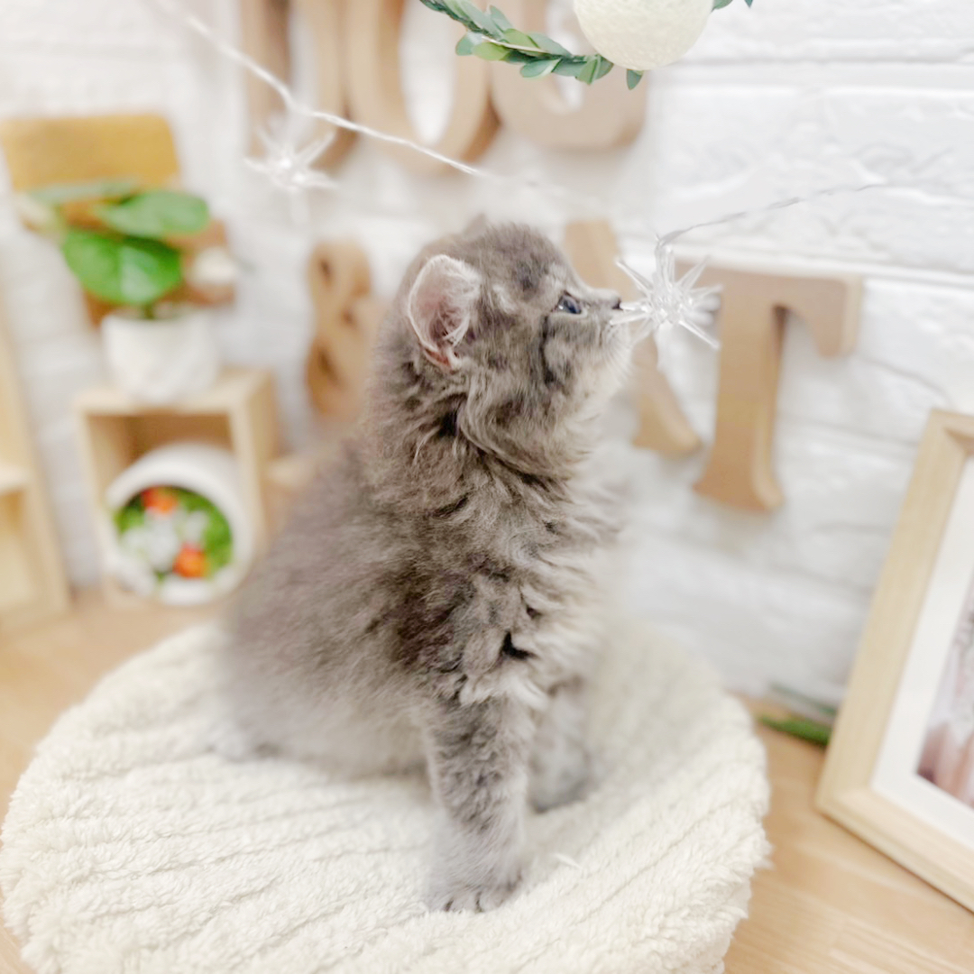 千葉県のスコティッシュストレート (犬の家＆猫の里ワンズモール稲毛店/2026年3月24日生まれ/女の子/ブルータビー)の子猫の3枚目の画像