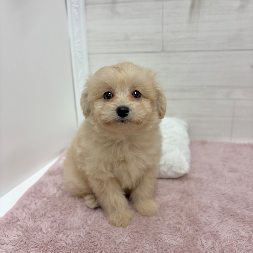 神奈川県のポメプー(ポメラニアン×プードル) (犬の家＆猫の里相模原店/2026年3月21日生まれ/男の子/クリーム)の子犬の3枚目の画像