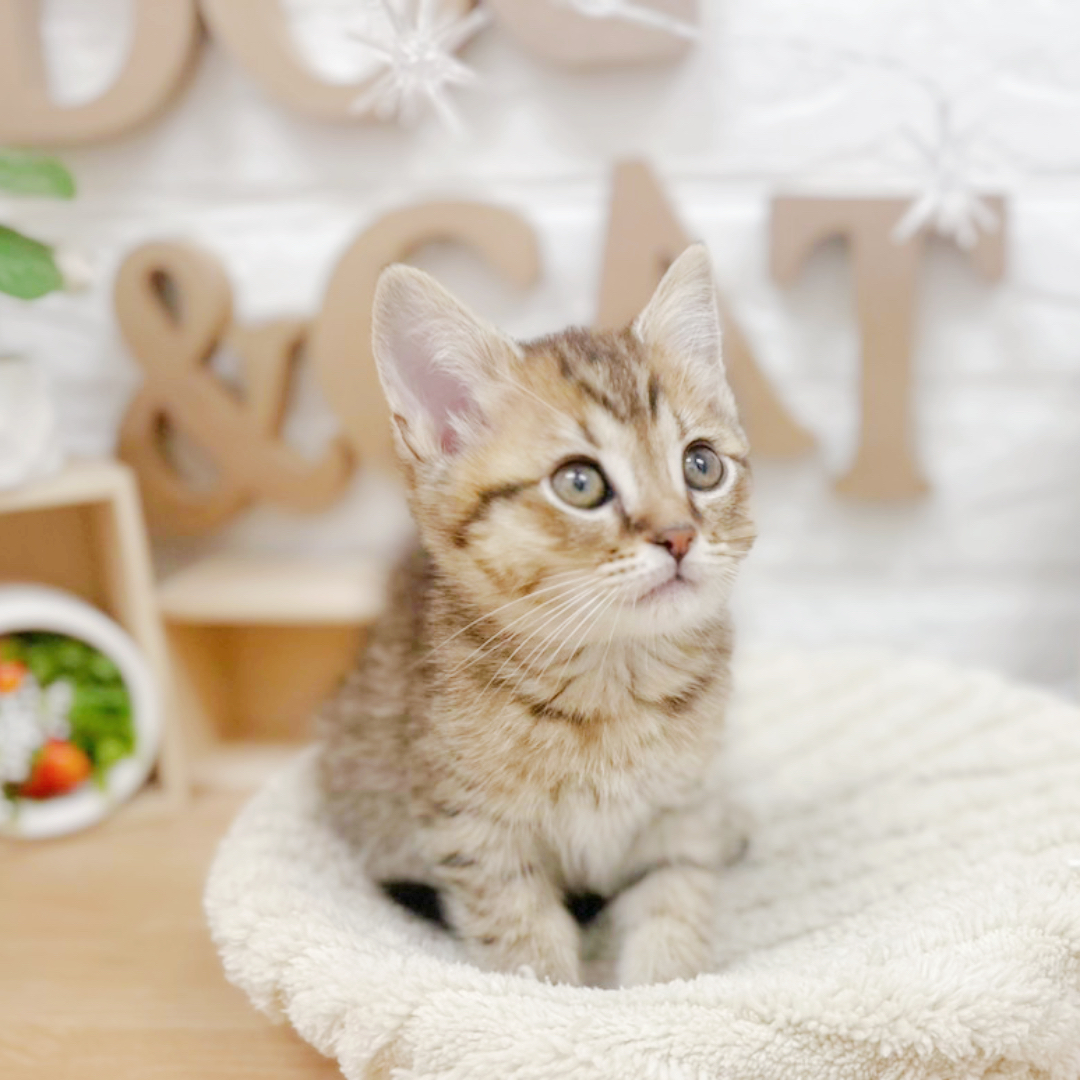 千葉県のミヌエット (犬の家＆猫の里ワンズモール稲毛店/2026年3月18日生まれ/女の子/ブラウンスポットタビー)の子猫の3枚目の画像