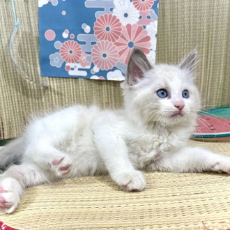 神奈川県のラグドール (犬の家＆猫の里小田原店/2026年3月23日生まれ/男の子/ブルーポイントバイカラー)の子猫の3枚目の画像