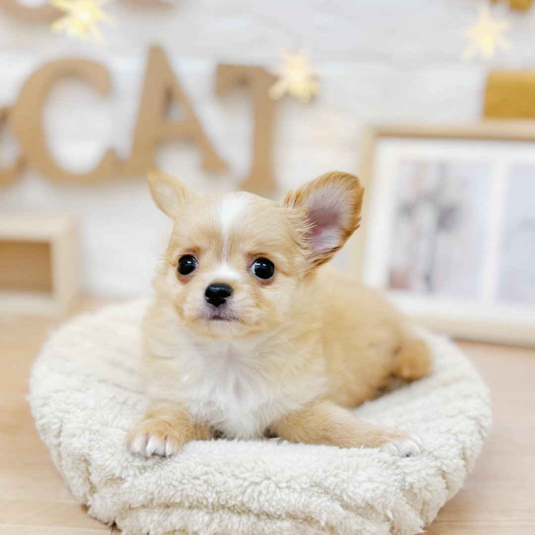 千葉県のチワワ(ロング) (犬の家＆猫の里ワンズモール稲毛店/2026年3月23日生まれ/男の子/クリームホワイト)の子犬の3枚目の画像