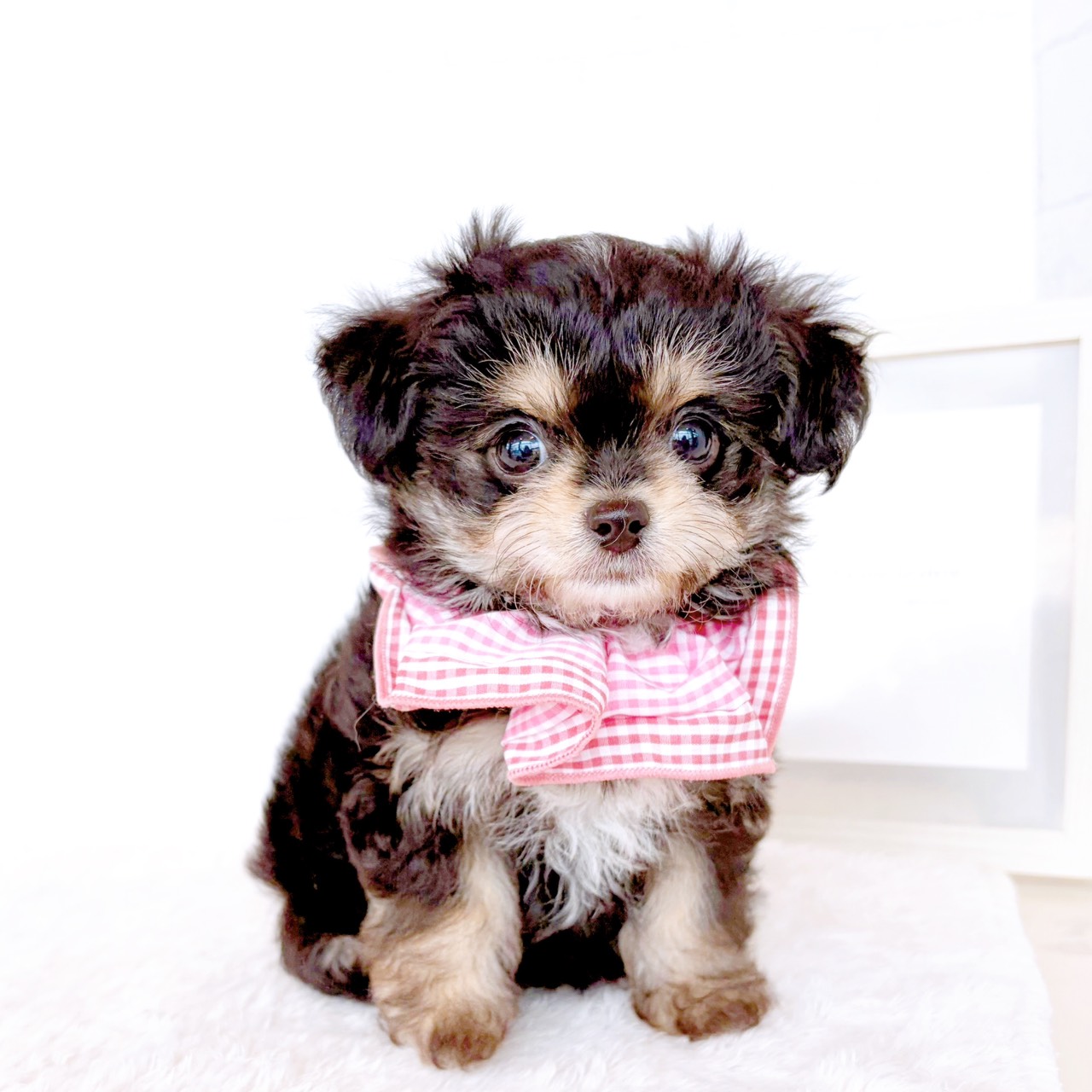 石川県のハーフ犬・ミックス犬 (犬の家＆猫の里金沢店/2026年3月24日生まれ/女の子/ブラックタンホワイト)の子犬の3枚目の画像
