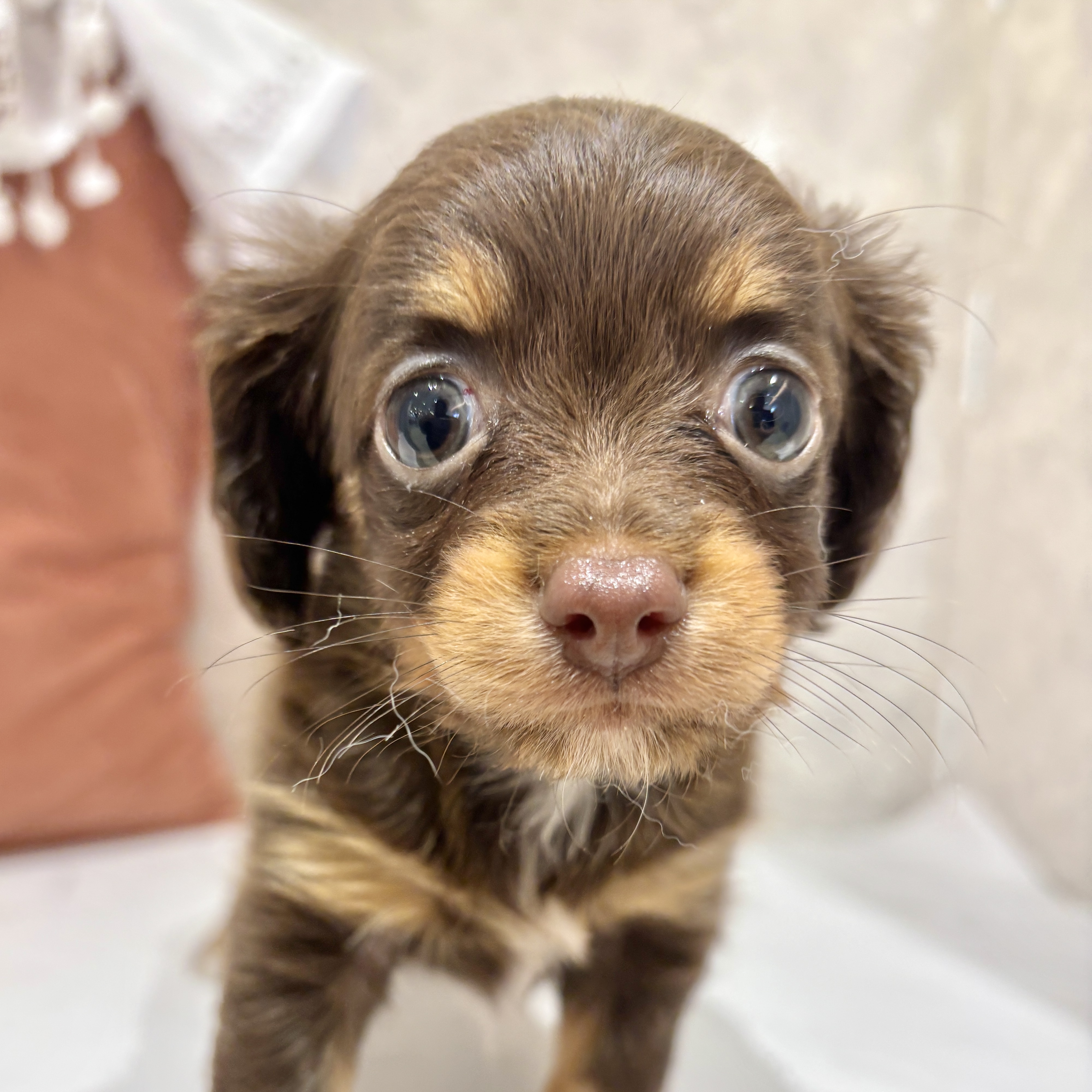 福岡県のチワックス(チワワ×ダックス) (犬の家＆猫の里くりえいと宗像店/2026年3月24日生まれ/女の子/チョコレートタン)の子犬の3枚目の画像