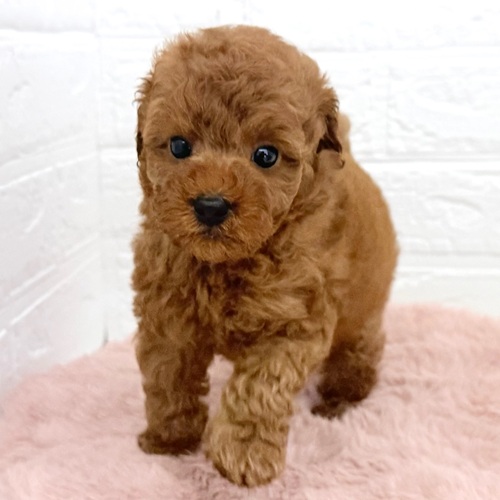 愛知県のトイプードル(トイ) (犬の家＆猫の里豊川インター店/2026年3月22日生まれ/女の子/レッド)の子犬の3枚目の画像