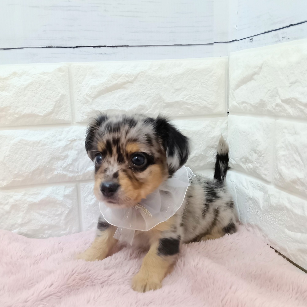 静岡県のチワックス(チワワ×ダックス) (犬の家＆猫の里アミーゴ浜松和田店/2026年3月21日生まれ/男の子/ブルーマール)の子犬の3枚目の画像