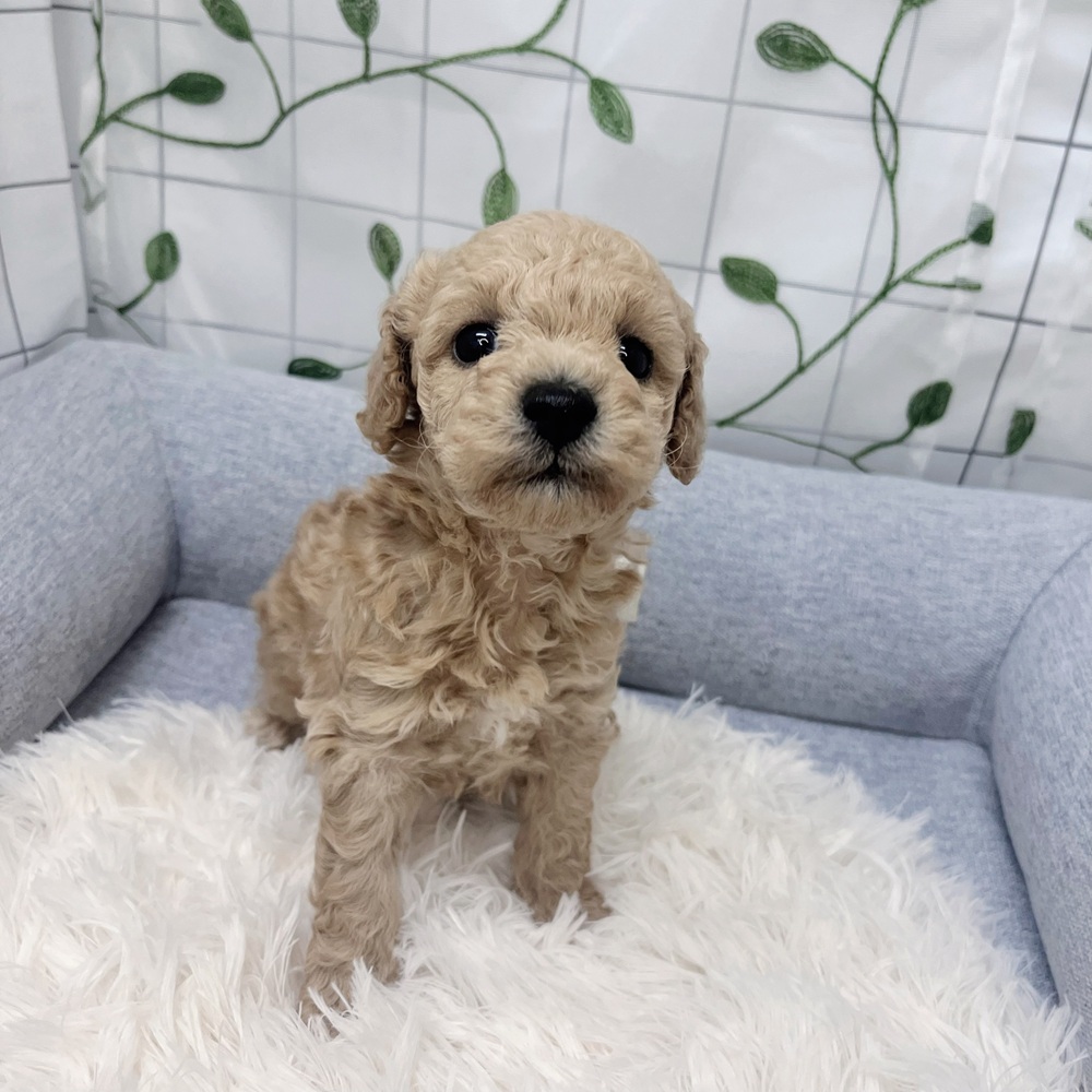 長野県のトイプードル(トイ) (犬の家＆猫の里塩尻店/2026年3月24日生まれ/男の子/アプリコット)の子犬の3枚目の画像