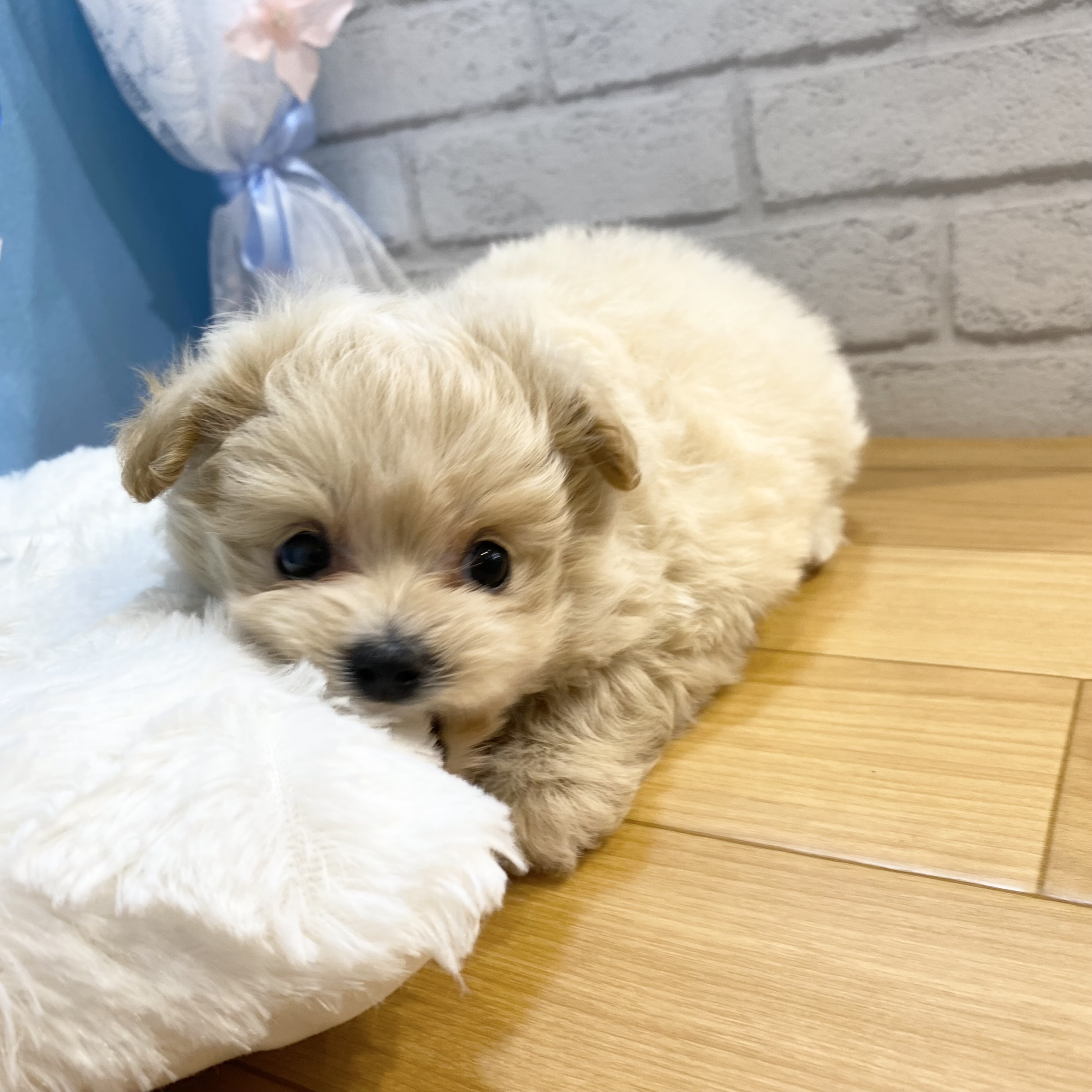 長野県のポメプー(ポメラニアン×プードル) (犬の家＆猫の里カインズ梓川店/2026年3月23日生まれ/女の子/アプリコット)の子犬の3枚目の画像