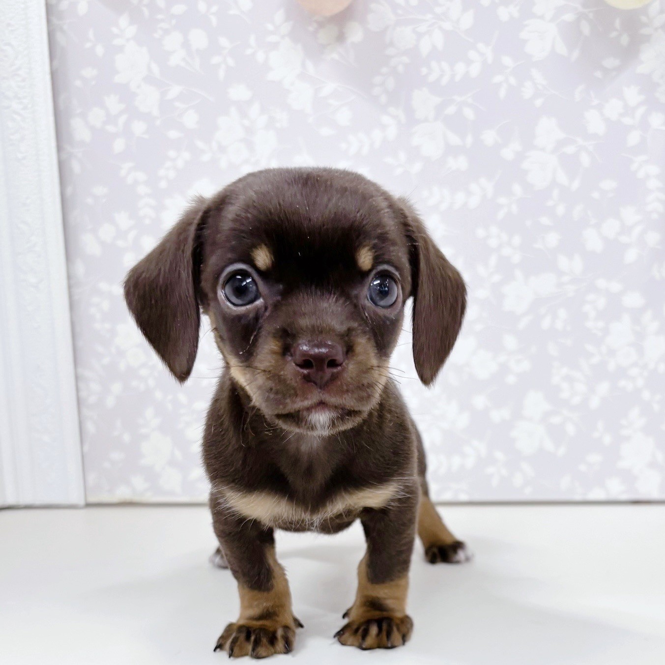 富山県のチワックス(チワワ×ダックス)の子犬を価格や特徴で探す|ペット