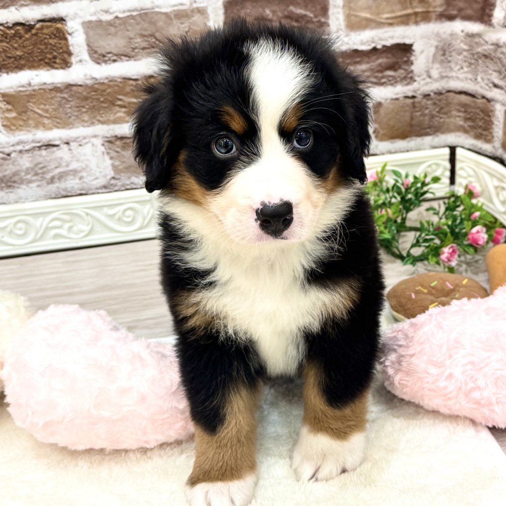 三重県のバーニーズマウンテンドッグ (犬の家＆猫の里三重桑名店/2026年3月24日生まれ/女の子/ブラックラストホワイト)の子犬の3枚目の画像