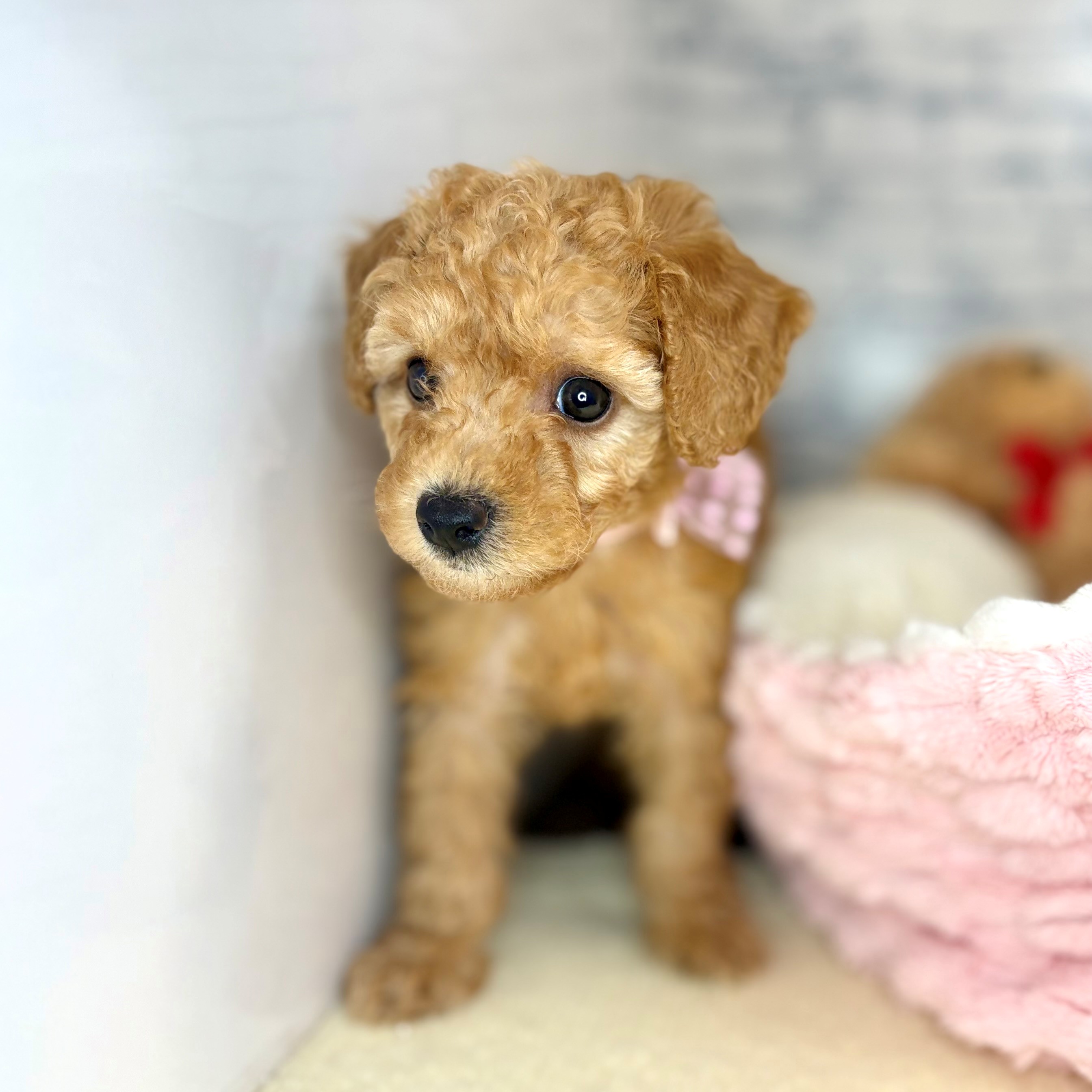 長野県のトイプードル(トイ) (犬の家＆猫の里長野店/2026年3月20日生まれ/女の子/アプリコット)の子犬の3枚目の画像