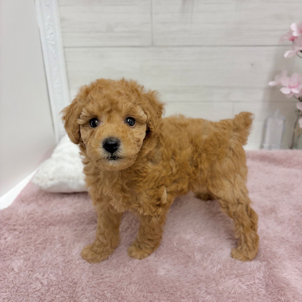 神奈川県のトイプードル(トイ) (犬の家＆猫の里相模原店/2026年3月20日生まれ/女の子/レッド)の子犬の3枚目の画像