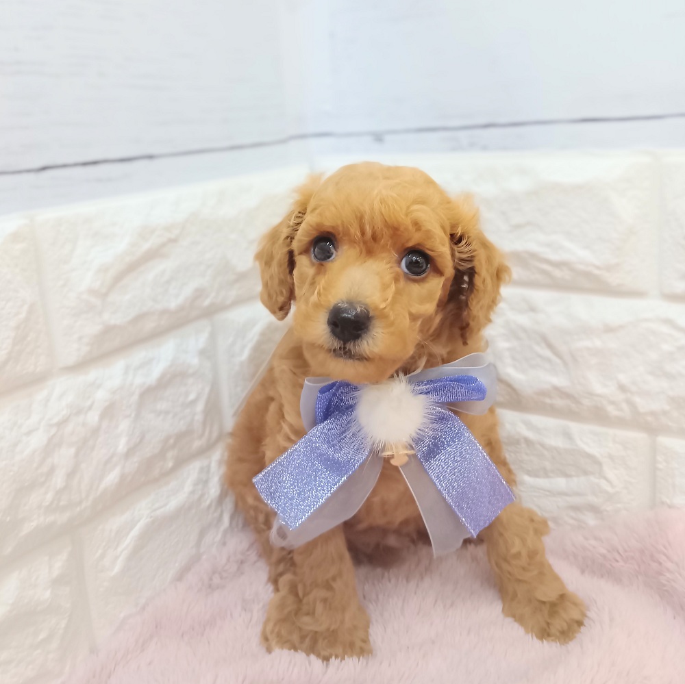 静岡県のトイプードル(トイ) (犬の家＆猫の里アミーゴ浜松和田店/2026年3月20日生まれ/男の子/レッド)の子犬の3枚目の画像