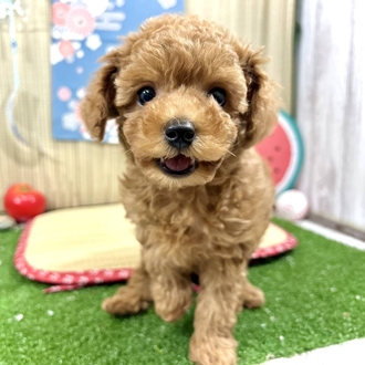神奈川県のトイプードル(トイ) (犬の家＆猫の里小田原店/2026年3月21日生まれ/男の子/レッド)の子犬の3枚目の画像