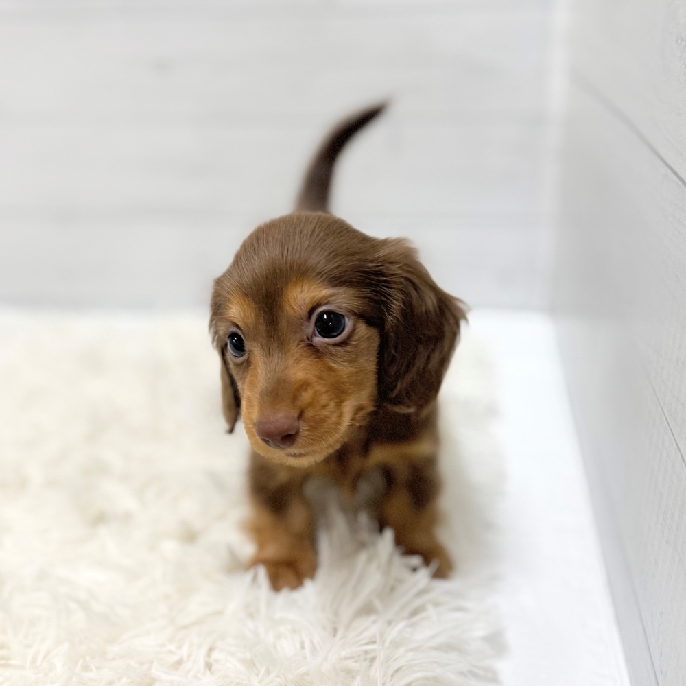 愛知県のカニンヘンダックスフンド(ロング) (犬の家＆猫の里豊田店/2026年3月24日生まれ/男の子/チョコレートタン)の子犬の3枚目の画像