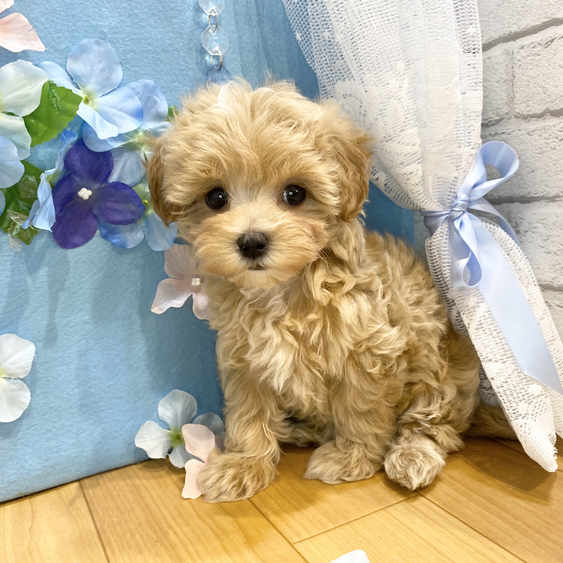 長野県のマルプー(マルチーズ×プードル) (犬の家＆猫の里カインズ梓川店/2026年3月24日生まれ/女の子/アプリコットホワイト)の子犬の3枚目の画像