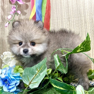 神奈川県のポメチワ/チワポメ/ポメチー(ポメラニアン×チワワ) (犬の家＆猫の里小田原店/2026年3月20日生まれ/女の子/オレンジ)の子犬の3枚目の画像