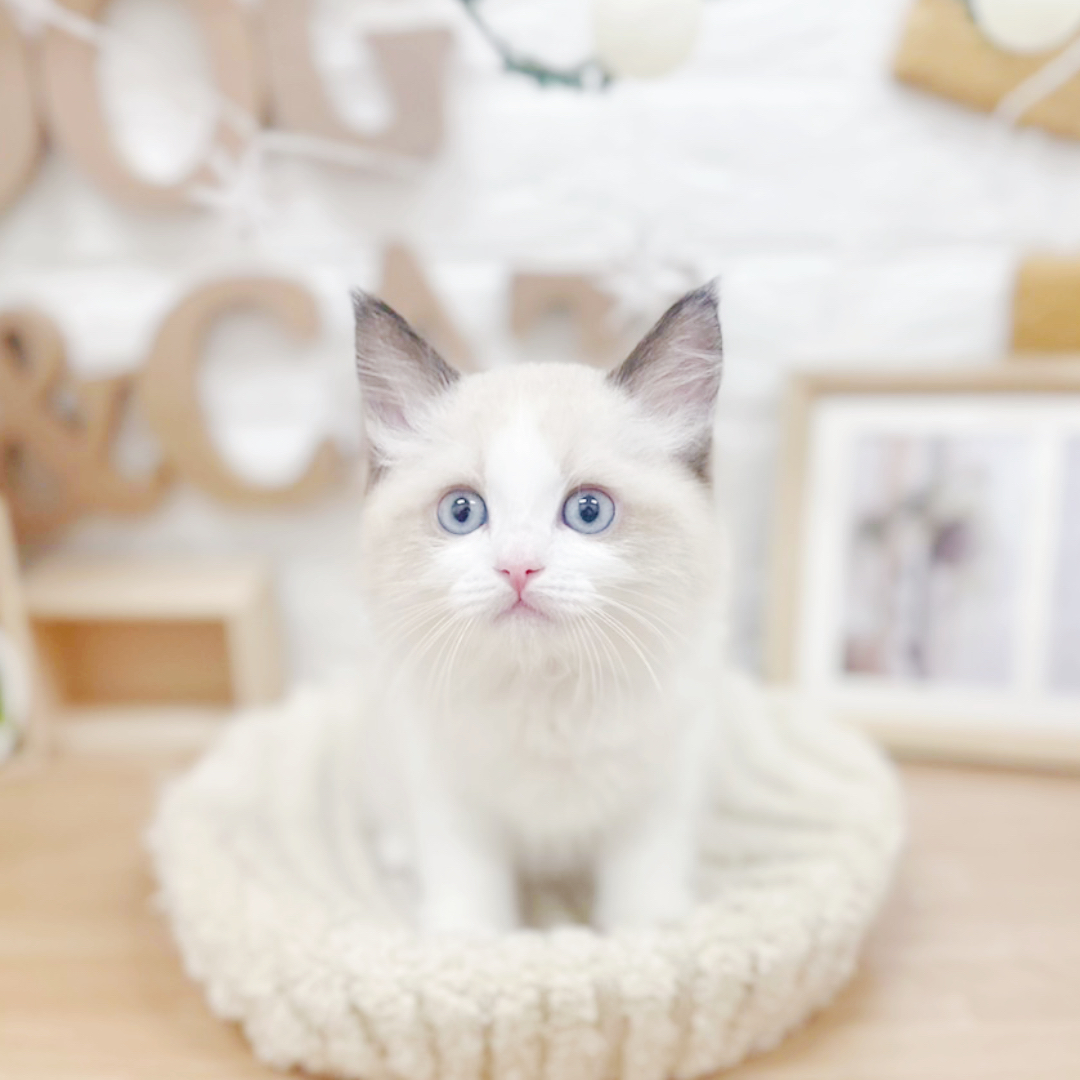 千葉県のラグドール (犬の家＆猫の里ワンズモール稲毛店/2026年3月23日生まれ/男の子/シールポイントバイカラー)の子猫の3枚目の画像