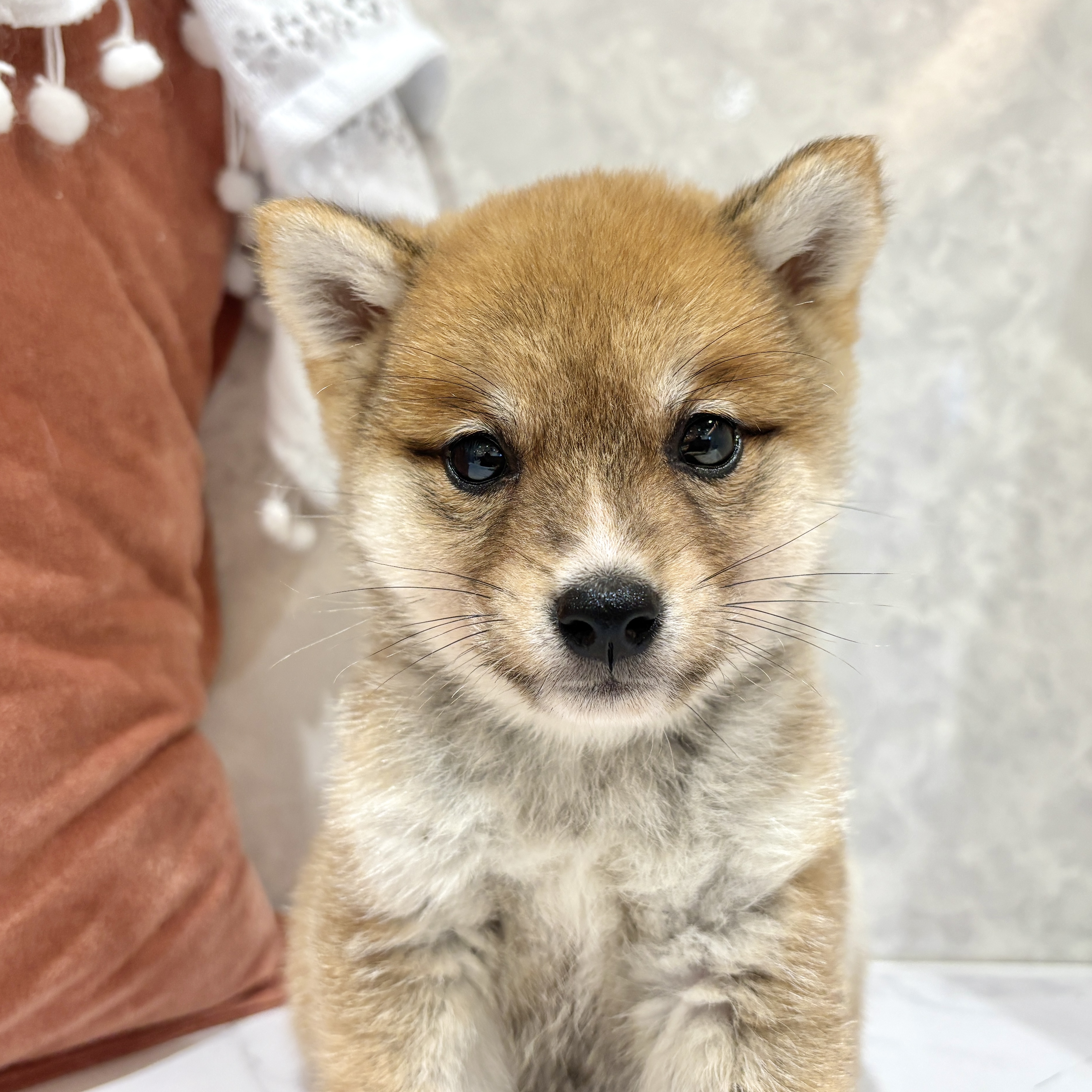 福岡県の豆柴 (犬の家＆猫の里くりえいと宗像店/2026年3月16日生まれ/男の子/赤)の子犬の3枚目の画像