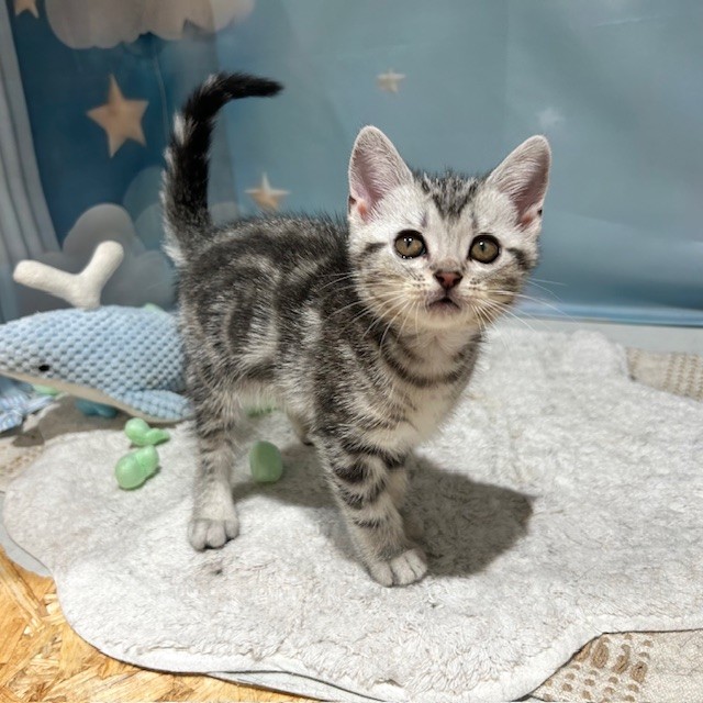 福岡県のアメリカンショートヘアー (犬の家＆猫の里トリアス久山店/2026年3月22日生まれ/男の子/シルバータビー)の子猫の3枚目の画像
